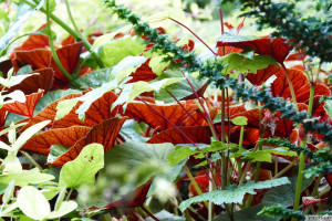 Begonia grandis       